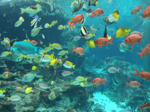 fish tank